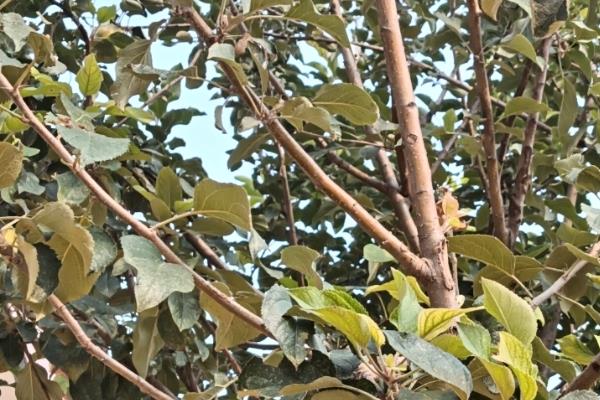 什么树不可以打石硫合剂，梅花、桃树、梨树等都不能用