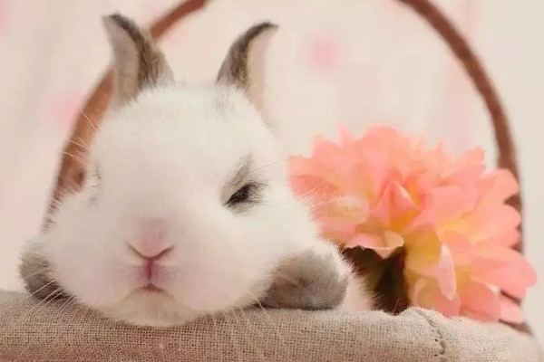 兔子老是打喷嚏的原因,可能是过敏所致