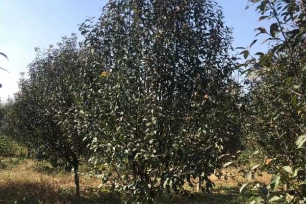 什么树不可以打石硫合剂，梅花、桃树、梨树等都不能用