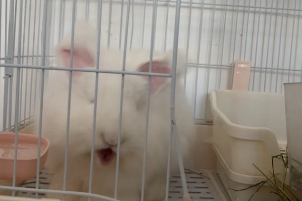 兔子老是打喷嚏的原因,可能是过敏所致