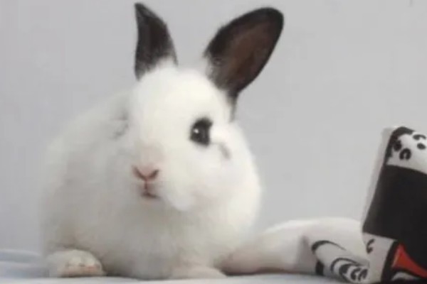 兔子老是打喷嚏的原因,可能是过敏所致