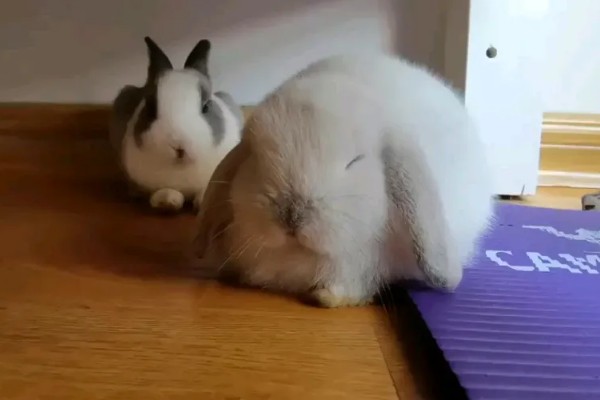 兔子老是打喷嚏的原因,可能是过敏所致