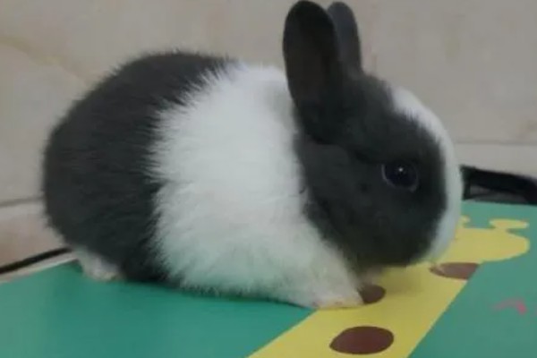 兔子老是打喷嚏的原因,可能是过敏所致