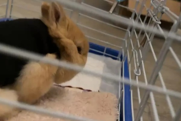 兔子老是打喷嚏的原因,可能是过敏所致