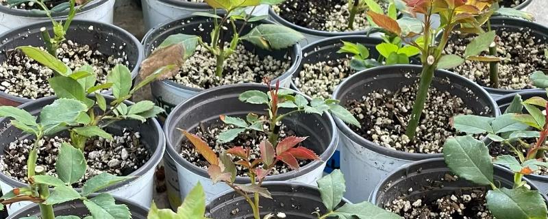 月季的传播方法,一般是采用扦插的方式