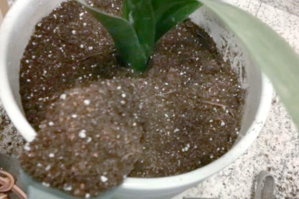 花盆里面有像蜈蚣一样的东西怎么处理，需及时更换土壤