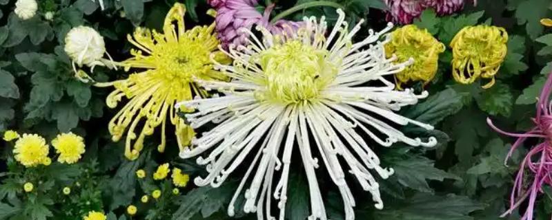 九月香花的外形特点，它的茎是直立生长的