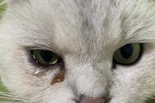 小猫眼睛流脓的原因，猫鼻支、猫瘟均有可能
