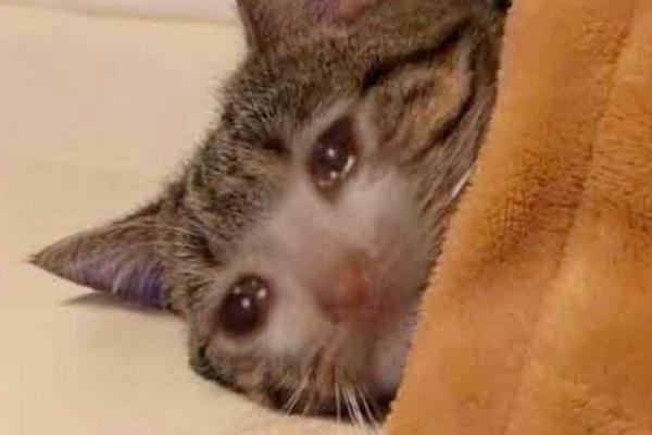 小猫眼睛流脓的原因，猫鼻支、猫瘟均有可能