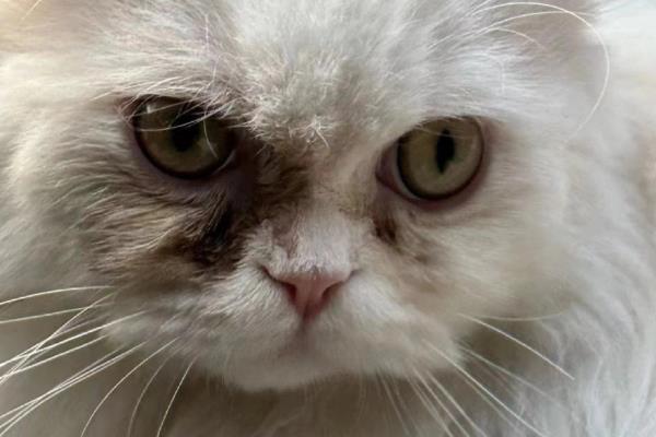 小猫眼睛流脓的原因，猫鼻支、猫瘟均有可能