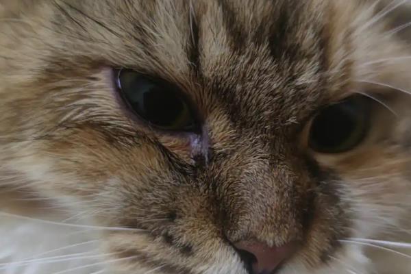 小猫眼睛流脓的原因，猫鼻支、猫瘟均有可能