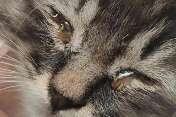 小猫眼睛流脓的原因，猫鼻支、猫瘟均有可能