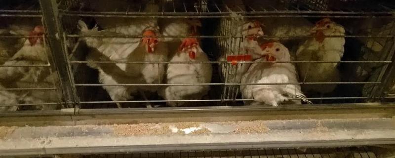 怎样让蛋鸡多产蛋，日粮中可掺入黄豆粉