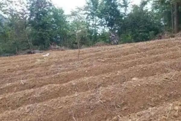 上海青如何种植，通常为撒播或者条播