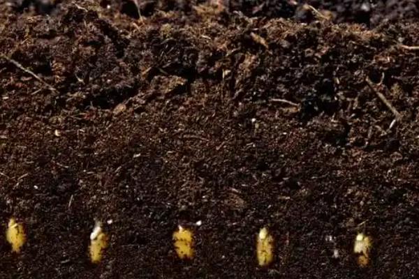 上海青如何种植，通常为撒播或者条播