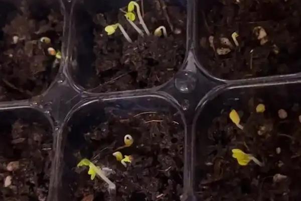 上海青如何种植，通常为撒播或者条播