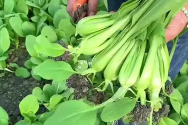 上海青如何种植，通常为撒播或者条播