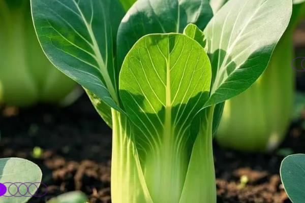 上海青如何种植，通常为撒播或者条播