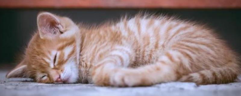 猫瘟热的临床症状，主要症状为双相发热