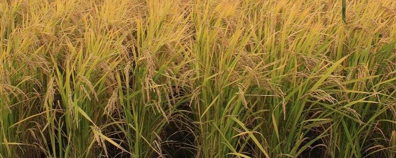 龙洋16水稻介绍，适宜在黑龙江省第一积温带种植