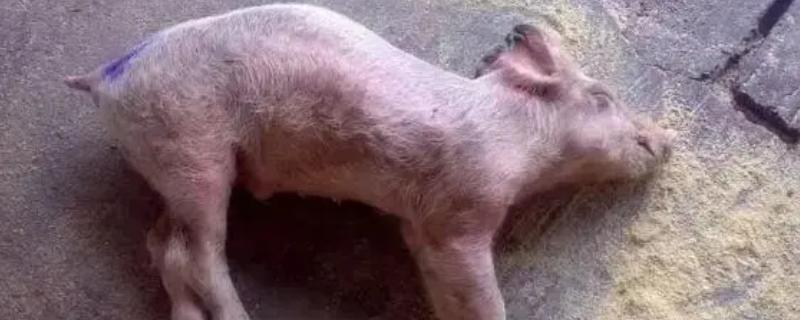 猪链球菌的传播途径，伤口和呼吸道是最主要的传染途径