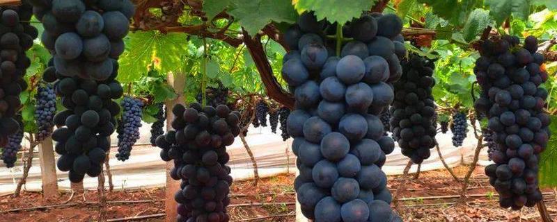 夏黑葡萄简介，从萌芽到开花30-35天