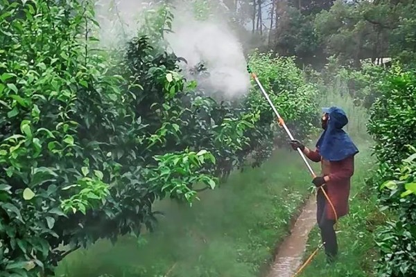 乙酸铜灌根的作用，可以杀死隐藏在土壤中的各种病菌