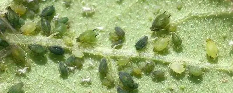 黄瓜蚜虫的防治方法，可采用喷粉法、黄板诱蚜等