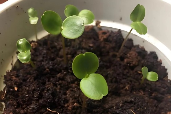 种子的生长历程，一到两周就会出土萌芽