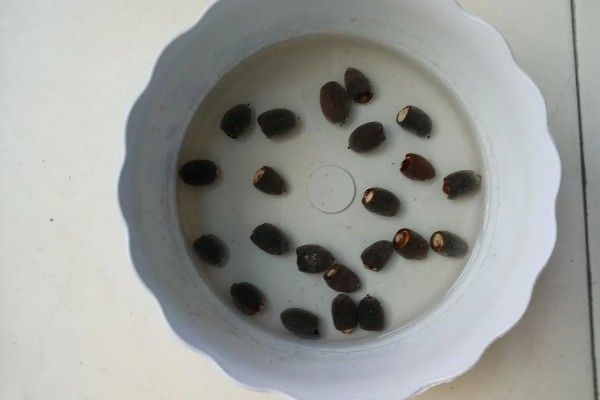 种子的生长历程，一到两周就会出土萌芽