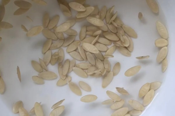 种子的生长历程，一到两周就会出土萌芽