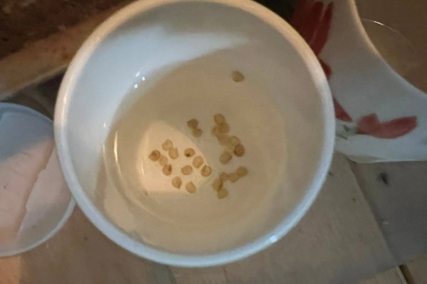 种子的生长历程，一到两周就会出土萌芽