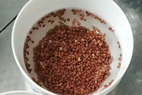 种子的生长历程，一到两周就会出土萌芽
