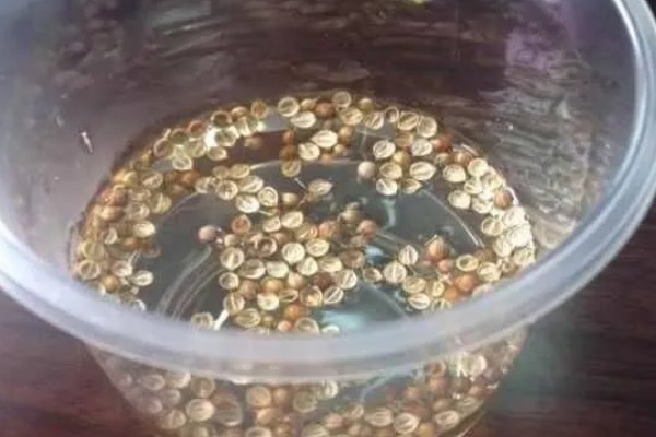 种子的生长历程，一到两周就会出土萌芽