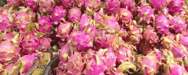 火龙果怎么保存,可放置在阴凉处或冰箱保存