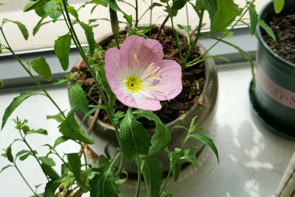 月见草的种植方法，春季或秋季均可种植
