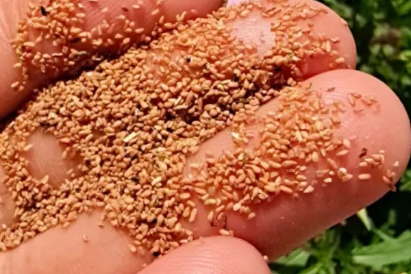 月见草的种植方法，春季或秋季均可种植