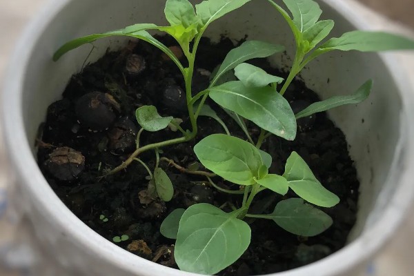 月见草的种植方法，春季或秋季均可种植