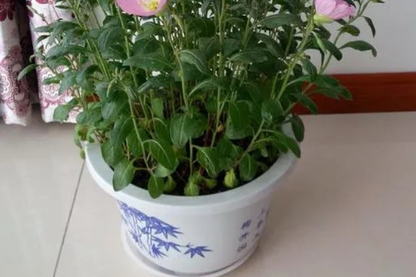 月见草的种植方法，春季或秋季均可种植