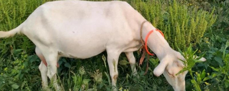 提高羊奶产量的方法，首先要选择优良品种