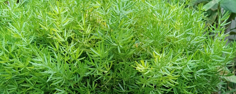 天门冬的养殖技术，播种前需浸种处理