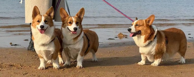 狗的象征,象征着忠心、富贵福气等