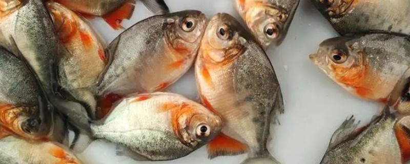 鲳鱼的人工养殖方法,放苗前使用食盐溶浸洗鱼体