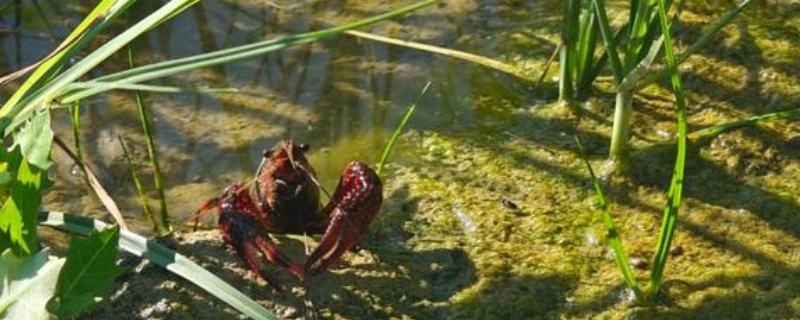 稻田养殖小龙虾亩产多少，高的能达到亩产700-800斤