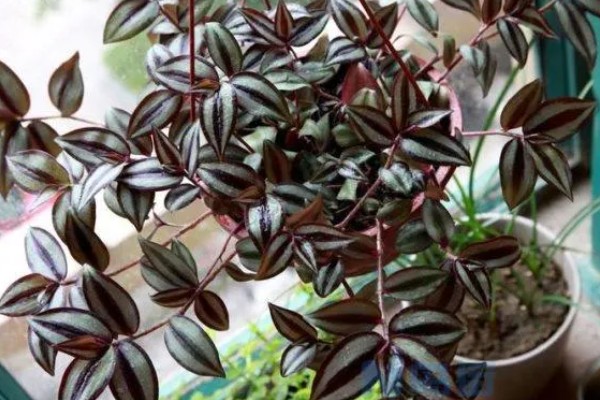 怎么养吊竹梅，将其放在采光较好的地方养护