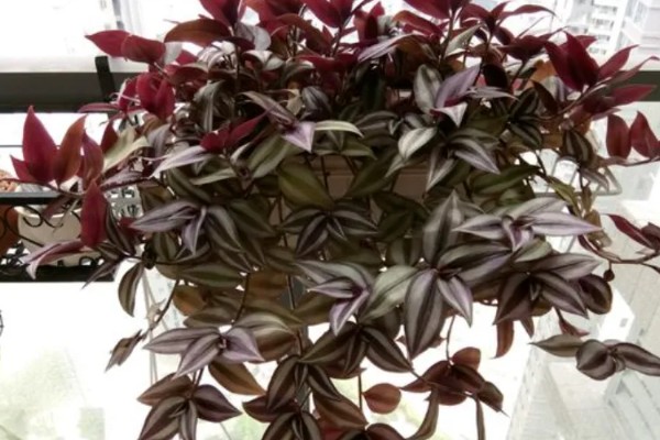 怎么养吊竹梅，将其放在采光较好的地方养护