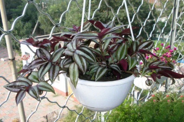 怎么养吊竹梅，将其放在采光较好的地方养护