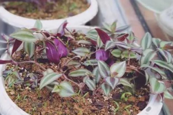 怎么养吊竹梅，将其放在采光较好的地方养护