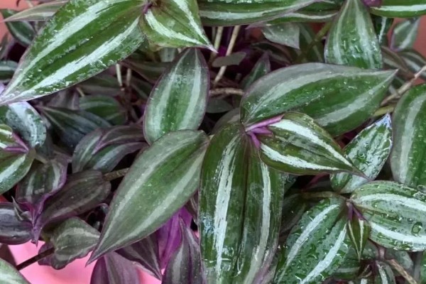 怎么养吊竹梅，将其放在采光较好的地方养护