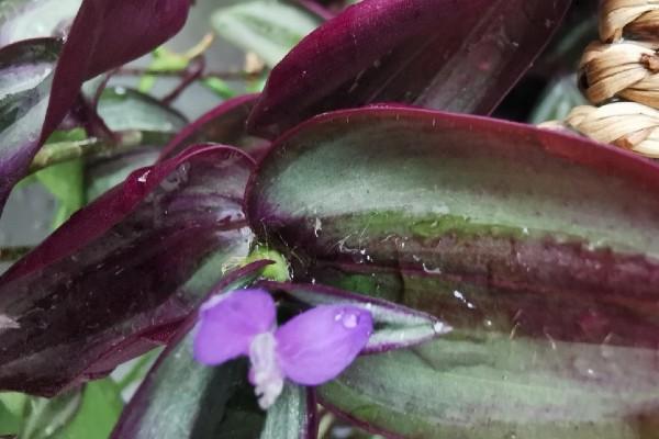 怎么养吊竹梅，将其放在采光较好的地方养护